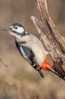 A bird with red and black feathers sits on a branch. Great woodpecker (Dendrocopos major) . Lower