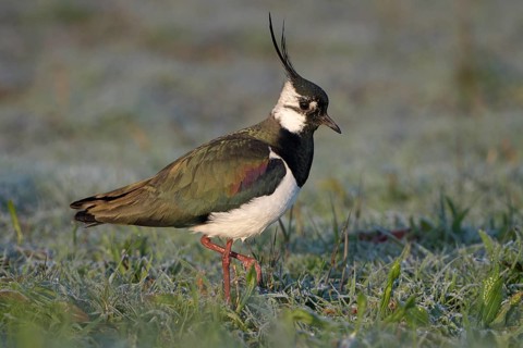 Kiebitz (Vanellus vanellus), Lapwing, mit Rauhreif, morgens, April, Insel Texel, Nordholland,