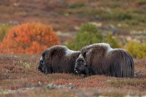 After mating, the pair of musk oxen (Ovibos moschatus) stand together for a few minutes, autumn,