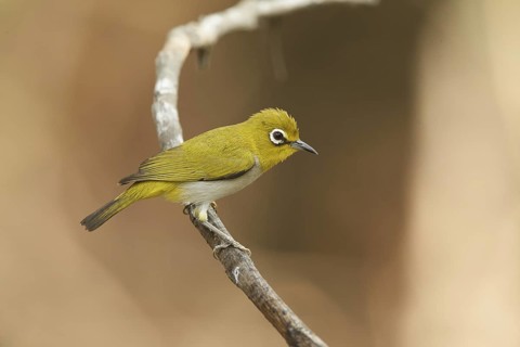 Oriental White-eye (Zosterops palpebrosus), Thailand