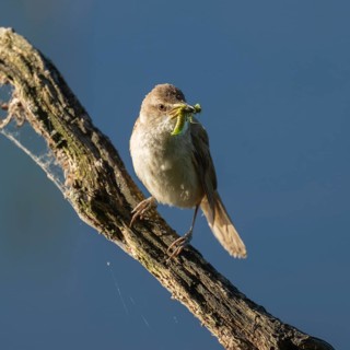 Great Reed Warbler (Acrocephalus arundinaceus) with food in its beak standing on an old branch,