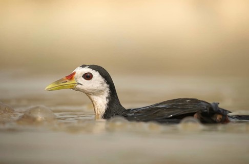 A white-breasted waterhen (Amaurornis phoenicurus) in the water, Sreepeur, Gazipur
