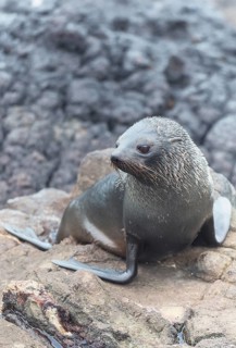 New Zealand Fur Seal Pup (Arctocephalus forsteri), Otago Peninsula, South Island, Otago, New