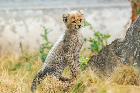Cheetah (Acinonyx jubatus) youngster sitting on the ground, captive, occurrence Africa