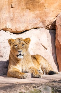 Asiatic lion (Panthera leo persica) on a sunny day in the dessert, captive, habitat in India