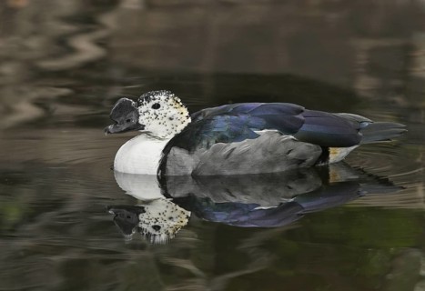 Knob-billed Duck (Sarkidiornis melanotos), California, USA