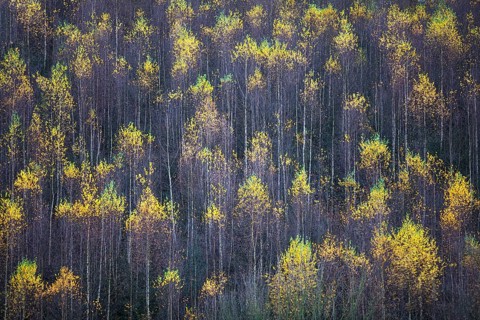 A birch forest in September