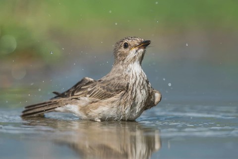 Spotted Flycatcher (Muscicapa striata) bathing, Aosta Valley, Italy