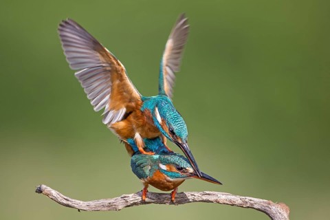 Common Kingfisher (Alcedo atthis) pair mating, Saxony-Anhalt, Germany