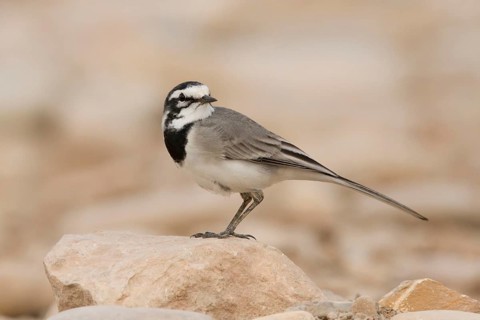 White Wagtail (Motacilla alba subpersonata), Morocco