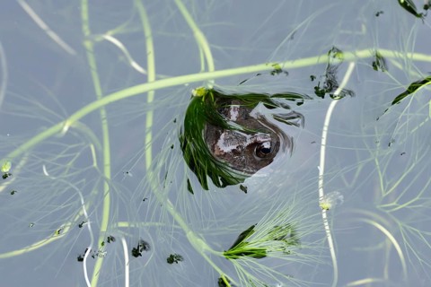 Common frog (Rana temporaria) adult amphibian on the water surface of a garden pond, England,