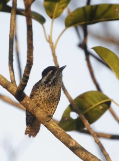 Checkered Woodpecker - Rincon del Socorro, Ibera Marshes, Argentina