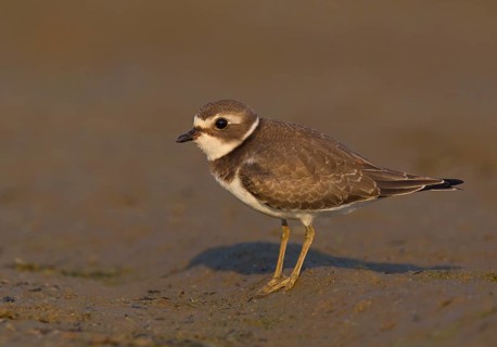 Semipalmated Plover, juvenile