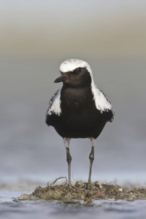 Grey Plover (Pluvialis squatarola), Alberta, Canada