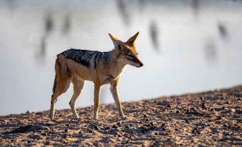 Black-backed jackal (Canis mesomelas), at the waterhole, in the evening light, Savuti, Chobe