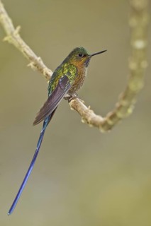 Violet-tailed Sylph (Aglaiocercus coelestis) male, Ecuador