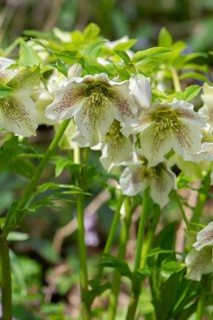 Oriental hellebore (Helleborus orientalis), Bavaria, Germany