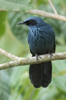 Blue Mockingbird (Melanotis caerulescens) perched on a branch in Oaxaca, Mexico