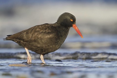 Black Oystercatcher (Haematopus bachmani), British Columbia, Canada