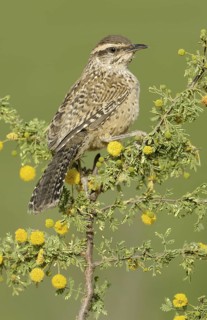 Cactus Wren (Campylorhynchus brunneicapillus), Arizona, USA