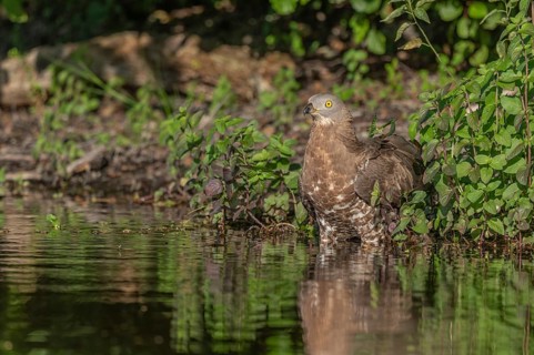 Honey buzzard (Pernis apivorus) - The European honey buzzard observes its surroundings by staying