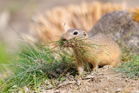A fully grown European ground squirrel (Spermophilus citellus) carries nesting material in its