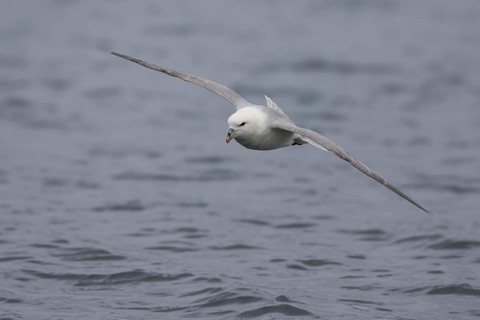 Northern fulmar (Fulmarus glacialis), in flight over the sea, Iceland