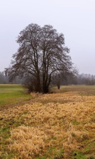 Landscape photography, fog in January, Berlin Lübars, Germany