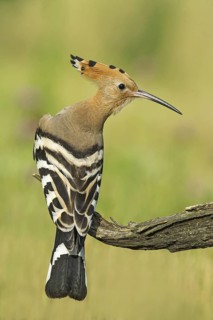 Eurasian Hoopoe (Upupa epops) perched on a branch, Aosta Valley, Italy