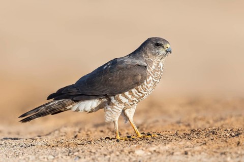 Levant Sparrowhawk (Accipiter brevipes) female, Eilat, Israel