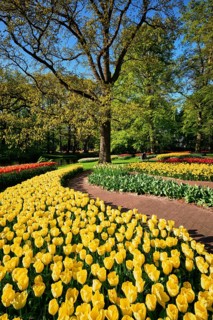 Blooming pink tulips flowerbeds in Keukenhof flower garden, also known as the Garden of Europe, one