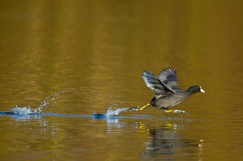 Coot (Fulica atra) adult bird running across the water of a lake, England, United Kingdom