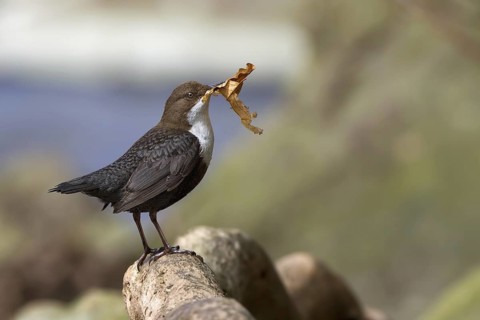 White-throated Dipper (Cinclus cinclus), Saxony-Anhalt, Germany