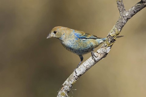 Indigo Bunting (Passerina cyanea) male