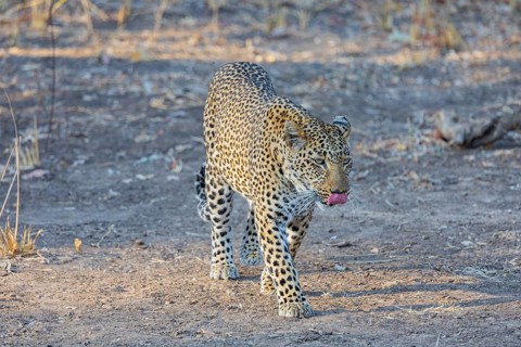 Leopard (Panthera pardus) female Zambia