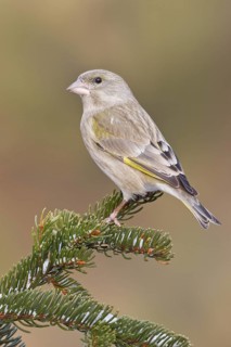 European Greenfinch (Chloris chloris) female, St. Gallen, Switzerland