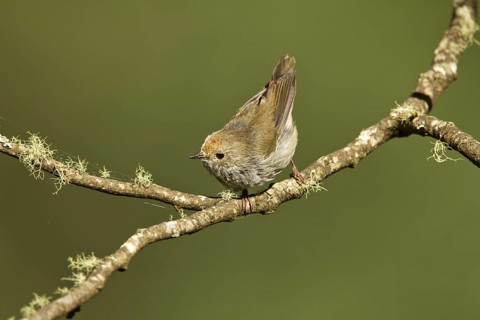 Tasmanian Thornbill (Acanthiza ewingii), Tasmania, Australia