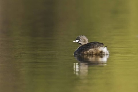 Pied-billed Grebe (Podilymbus podiceps), Arizona, USA