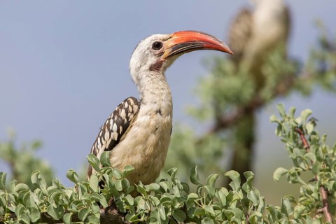 Northern Red-billed Hornbill (Tockus erythrorhynchus), Lake Natron, Tanzania