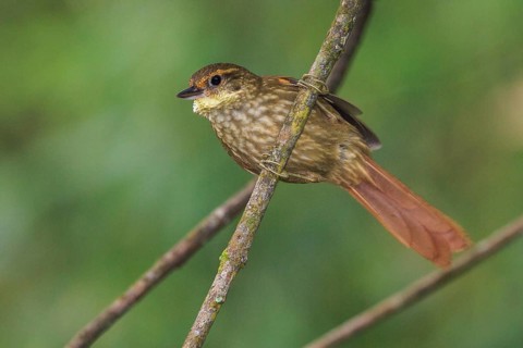 Buff-browed Foliage-gleaner (Syndactyla rufosuperciliata) perched on a branch in the Atlantic