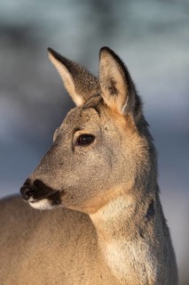 Roe deer portrait with neutral background