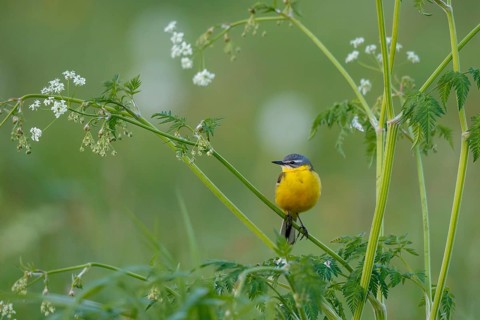 Western Yellow Wagtail (Motacilla flava) male, North Rhine-Westphalia, Germany