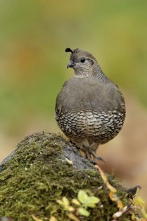California Quail (Callipepla californica) female, British Columbia, Canada
