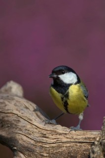 Great Tit (Parus major), North Rhine-Westphalia, Germany