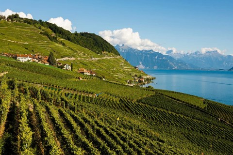 Picturesque village in the vineyards by the lake, Epesses, Lavaux, UNESCO World Heritage Site, Lake