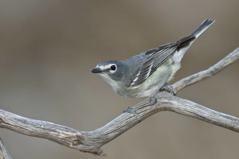Plumbeous Vireo (Vireo plumbeus) perched on a branch in southern Arizona, USA