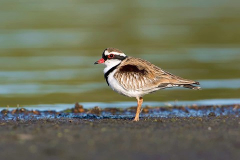 Black-fronted Dotterel (Elseyornis melanops), Victoria, Australia