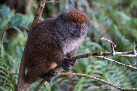 Lemur, Madagascar, Bamboo lemur, Halbmaki, Hapalemur, National Park, Madagascar