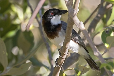 White-breasted Whistler (Pachycephala lanioides) male, Western Australia, Australia