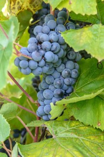Grapevine (Vitis 'Summersweet'),  Germany